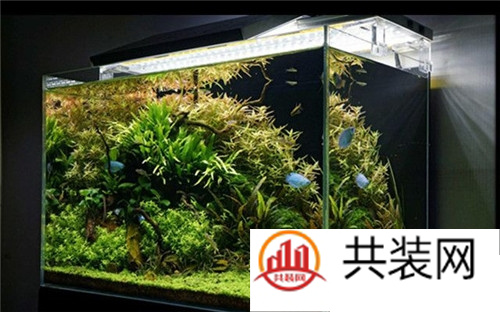 迷你水族箱造景  让水族箱成为室内的一处风景