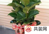 有植物的房子才有家的味道 橡胶树与家居风格的搭配