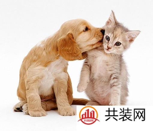 看过来！儿童节送给“孩子”的萌宠家具