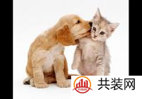 看过来！儿童节送给“孩子”的萌宠家具