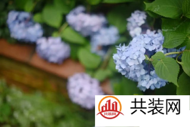 私人花园探秘：没有鲜花陪伴的生活缺乏仪式感
