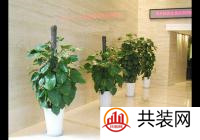 公司办公室门口放什么植物好?哪些植物适合放办公室门头?